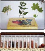 Коллекция семян к гербарию для начальной школы